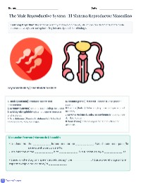 Male Reproductive System Bilingual Worksheet
