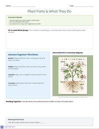 Plant Part Function Matching