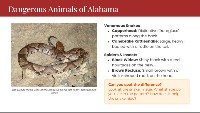 Alabama Wildlife Safety: Plants and Animals