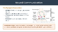 The Human Brain: Structure, Function, and Development