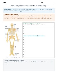 Mastering the Human Skeletal System