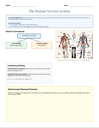 Introduction to the Human Nervous System