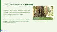 Plant Tissue Basics