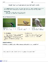 Bird Beak Adaptations Investigation