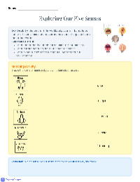 Our Amazing Five Senses