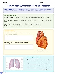Body Systems Review Worksheet