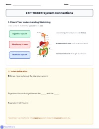 Digestive System Connections: Supporting Body Health