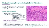 Understanding Cell Structure