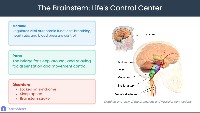 Brain Anatomy: Functions, Locations, and Disorders