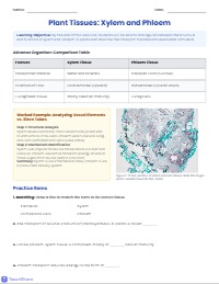 Mastering Complex Tissues: Xylem and Phloem