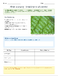BIO I - CH 29 Plant Structure and Function Review