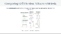 Comparing Cell Division: Mitosis vs Meiosis