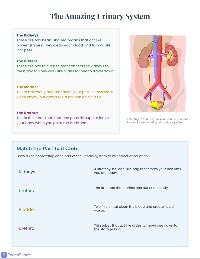 Our Amazing Urinary System