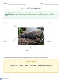 Exploring the Anatomy of a Goanna