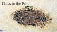 Unlocking Earth's History Through Fossils