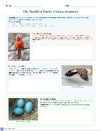All About Birds