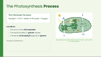 Energy Cycles in Plants and Animals