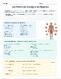 Spanish Body Parts Vocabulary Practice