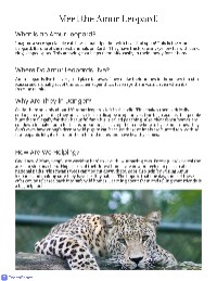 The Amur Leopard: Survival and Conservation Efforts