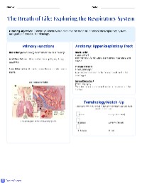 Understanding the Respiratory System