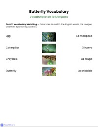 The Amazing Butterfly Life Cycle Journey