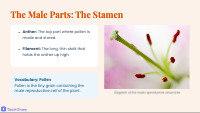 Unlocking the Secrets of Flower Anatomy