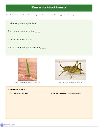 Insect Vocabulary Practice Worksheet