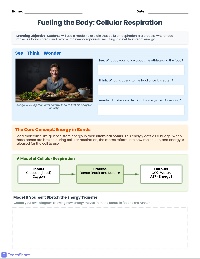 Unlocking Energy: Cellular Respiration Basics
