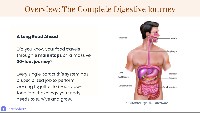 Journey Through Your Digestive System