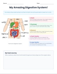 Journey Through My Digestive System Poster