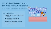 Understanding Muscle Contraction