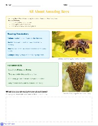 Learning About Bees