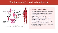 1 - Skeletal Muscle: Structure and Organization