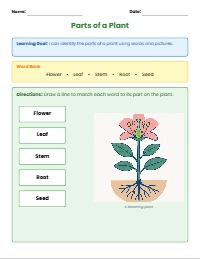 Exploring Plant Growth and Parts