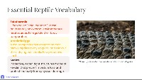 Introduction to Reptilian Features