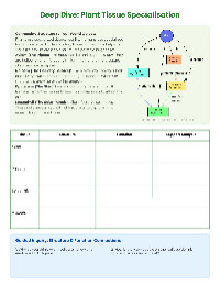 Specialized Plant Tissues Overview