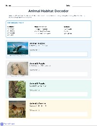 Animal Code – Who Am I?