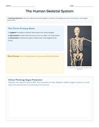 Interactive Bone Labeling Challenge