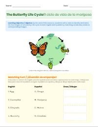 Butterfly Life Cycle Bilingual Vocabulary Match
