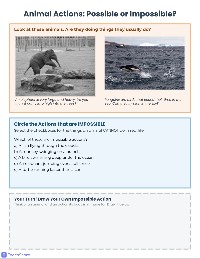 Animals and Action Words