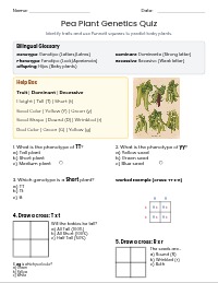 Pea Plant Genetics Quick Quiz