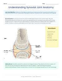 Anatomy and Function of Human Joints
