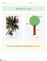 Understanding the Tree Life Cycle