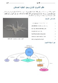 الأميبا: الكائنات وحيدة الخلية