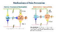 Pharmacologic Pain Management Principles