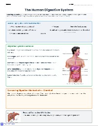 Digestive and Urinary Systems Worksheet