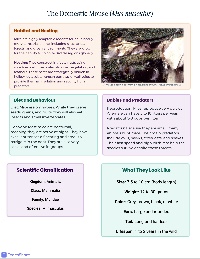 Animal Fact Sheets