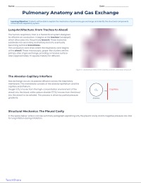 Anatomy and Physiology of the Human Lungs