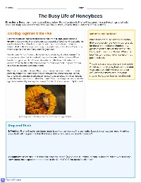 Nature's Tiny Helpers: Honeybees