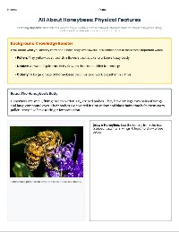 The Busy Life of Honeybees